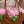 Load image into Gallery viewer, pink rose