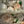 Load image into Gallery viewer, 22 cream flowers set