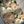 Load image into Gallery viewer, 22 cream flowers set