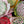 Load image into Gallery viewer, White tulips bouquet
