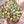 Load image into Gallery viewer, Small mix Tulips