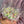 Load image into Gallery viewer, Small mix Tulips