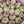 Load image into Gallery viewer, 12 large light tulips gift