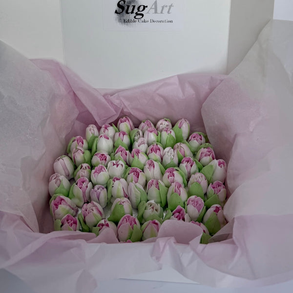 Small Pink Tulips