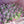 Load image into Gallery viewer, Small Pink Tulips