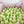 Load image into Gallery viewer, One Small Yellow Tulip