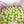 Load image into Gallery viewer, One Small Yellow Tulip