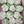 Load image into Gallery viewer, Large white tulip