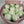 Load image into Gallery viewer, 12 large white tulips gift