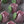 Load image into Gallery viewer, 1 Large pink tulips