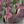 Load image into Gallery viewer, 1 Large pink tulips