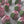 Load image into Gallery viewer, 1 Large pink tulips