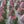 Load image into Gallery viewer, 1 Large pink tulips