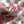 Load image into Gallery viewer, 1 Large pink tulips