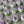 Load image into Gallery viewer, Large purple tulip