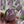 Load image into Gallery viewer, Large purple tulip