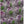 Load image into Gallery viewer, Large purple tulip