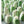 Load image into Gallery viewer, Small white tulip