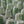 Load image into Gallery viewer, Small white tulip