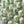 Load image into Gallery viewer, Small white tulip