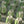Load image into Gallery viewer, Small white tulip