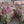 Load image into Gallery viewer, Pinky mix cake