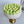 Load image into Gallery viewer, One Small Yellow Tulip