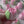 Load and play video in Gallery viewer, 1 Large pink tulips