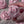 Load and play video in Gallery viewer, pink rose