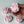 Load image into Gallery viewer, Camellia-blush pink
