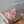 Load image into Gallery viewer, Large Peony - Clear Box

