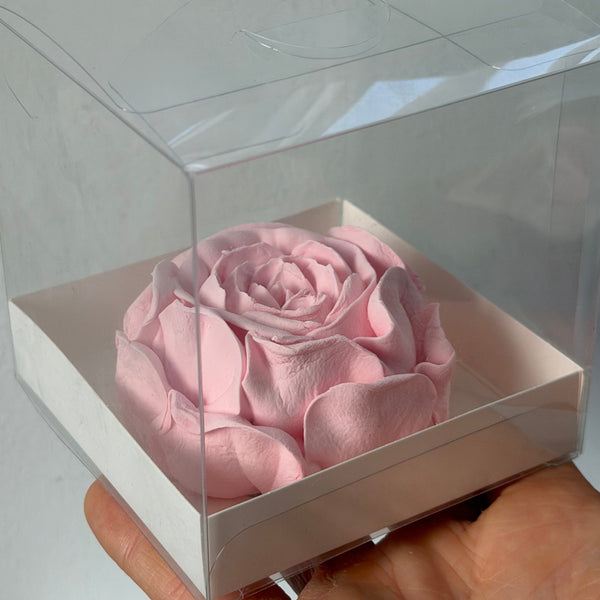 Large Peony - Clear Box