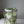 Load image into Gallery viewer, White tulips Large_bouquet
