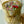 Load image into Gallery viewer, Mix tulips Gold Large_bouquet
