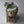 Load image into Gallery viewer, Yellow tulips Delicate_bouquet
