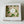 Load image into Gallery viewer, Tulips white- 6inch
