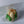 Load image into Gallery viewer, Large Tulip - Clear Bag
