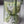 Load image into Gallery viewer, White tulips Small_bouquet
