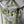 Load image into Gallery viewer, White tulips Small_bouquet
