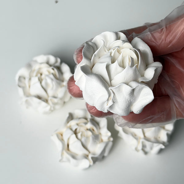 Camellia-white