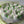 Load image into Gallery viewer, White tulips Large_bouquet
