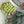 Load image into Gallery viewer, Yellow tulips Delicate_bouquet
