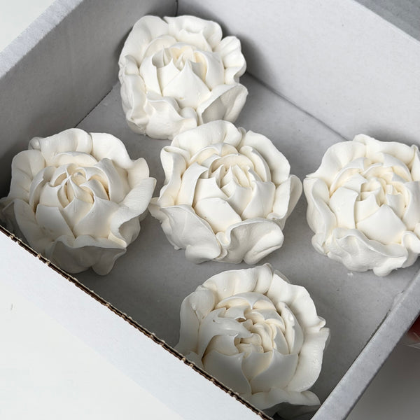 Camellia-white