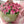 Load image into Gallery viewer, Elegant Tulips large_bouquet
