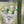 Load image into Gallery viewer, White tulips Small_bouquet
