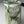 Load image into Gallery viewer, White tulips Delicate_bouquet
