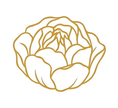 Marshmallow Peony