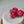 Load and play video in Gallery viewer, 3 Large Roses - rich red
